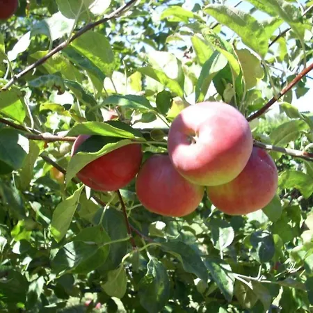 Vintage With Pets Vakantiehuis Daverdisse