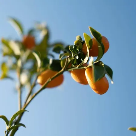 Vintage With Pets * Daverdisse