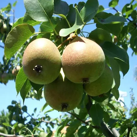 Vintage With Pets Daverdisse