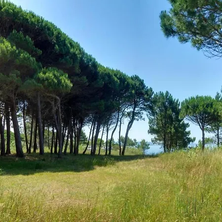 Vintage With Pets Daverdisse